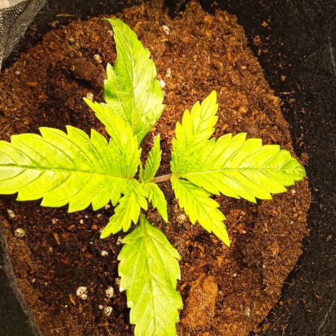 Purplematic CBD growlog timeline photo