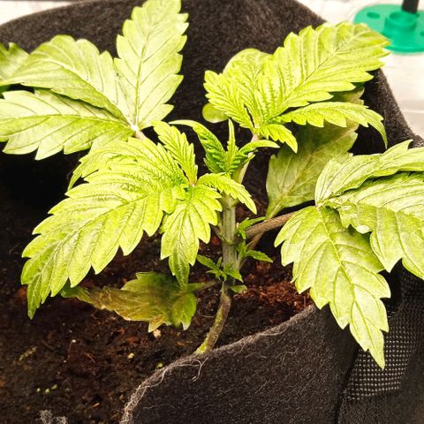 Purplematic CBD growlog timeline photo