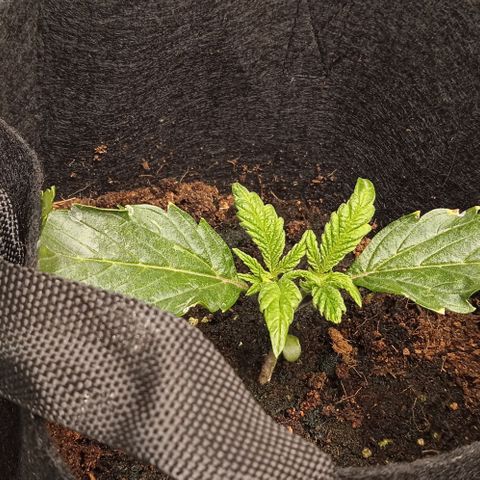 Purplematic CBD growlog timeline photo
