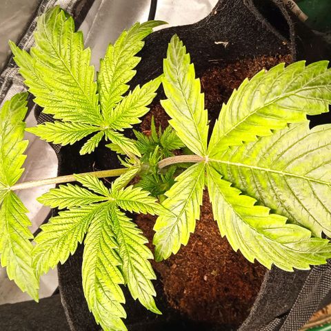 Purplematic CBD growlog timeline photo
