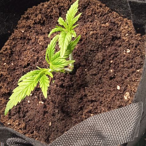 Purplematic CBD growlog timeline photo