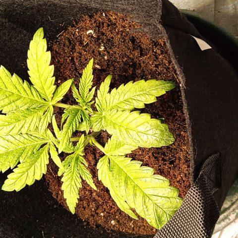 Purplematic CBD growlog timeline photo