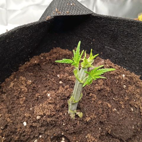 Purplematic CBD growlog timeline photo