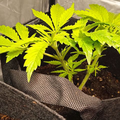 Purplematic CBD growlog timeline photo