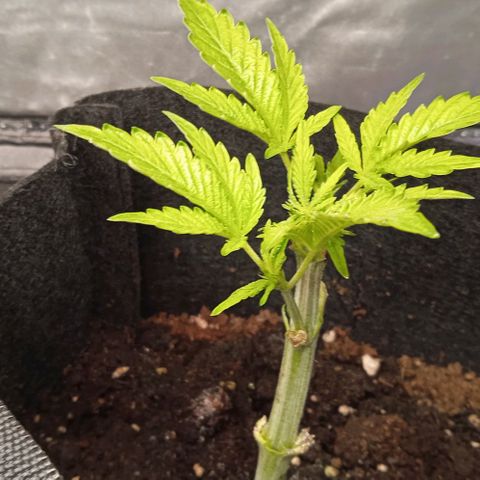 Purplematic CBD growlog timeline photo