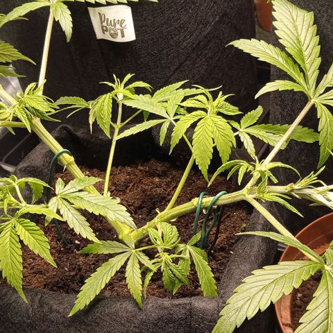 Purplematic CBD growlog timeline photo