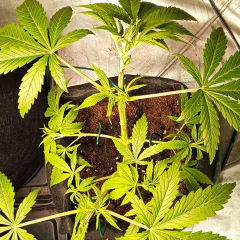 Purplematic CBD growlog timeline photo