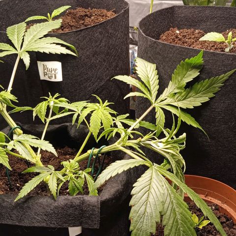 Purplematic CBD growlog timeline photo