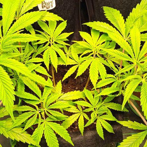 Purplematic CBD growlog timeline photo