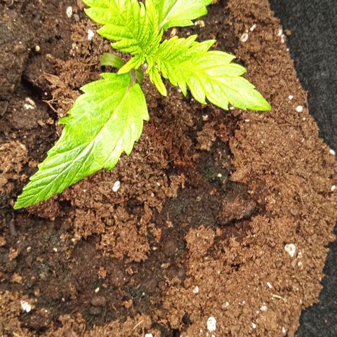 Purplematic CBD growlog timeline photo