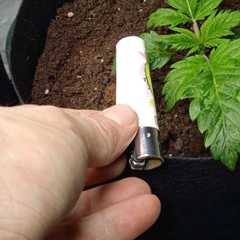 Purplematic CBD growlog timeline photo