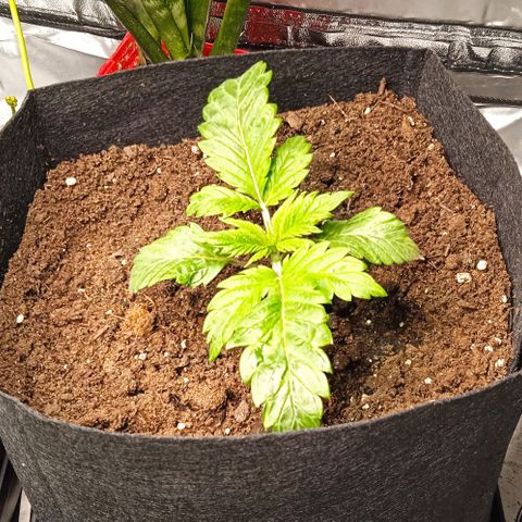 Purplematic CBD growlog timeline photo