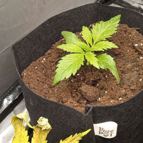 Purplematic CBD growlog timeline photo