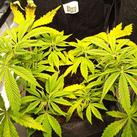 Purplematic CBD growlog timeline photo