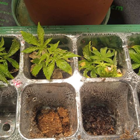 Purplematic CBD growlog timeline photo