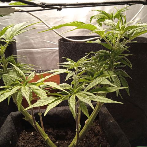 Purplematic CBD growlog timeline photo