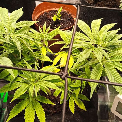 Purplematic CBD growlog timeline photo