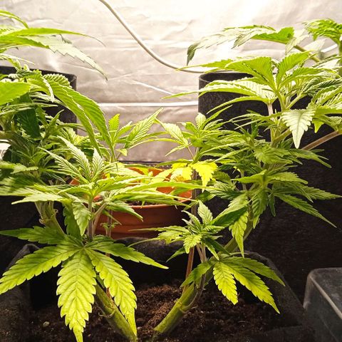 Purplematic CBD growlog timeline photo