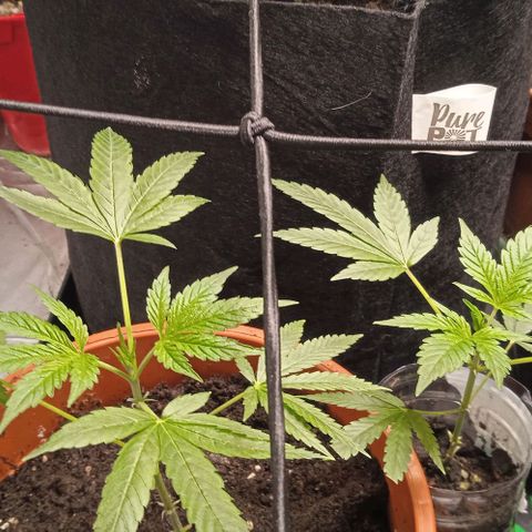 Purplematic CBD growlog timeline photo
