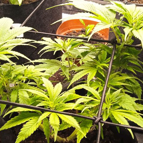 Purplematic CBD growlog timeline photo