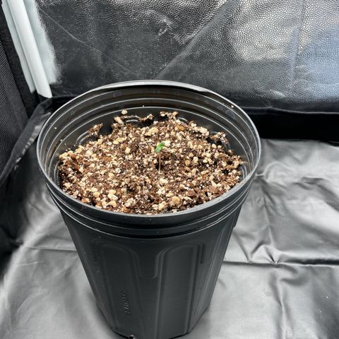 Pantufa lope  growlog timeline photo