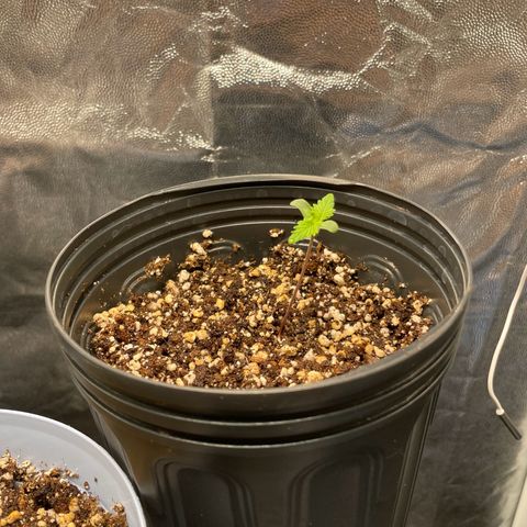 Pantufa lope  growlog timeline photo