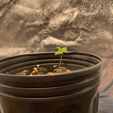 Pantufa lope  growlog timeline photo