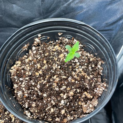 Pantufa lope  growlog timeline photo