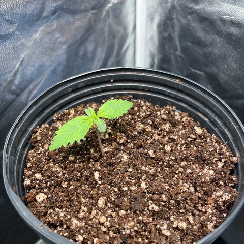 Pantufa lope  growlog timeline photo