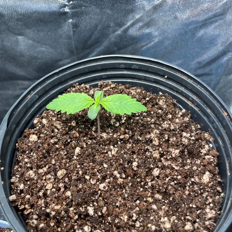 Pantufa lope  growlog timeline photo