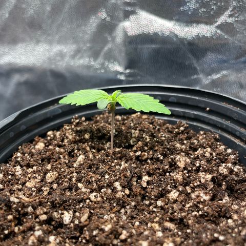 Pantufa lope  growlog timeline photo