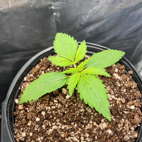 Pantufa lope  growlog timeline photo