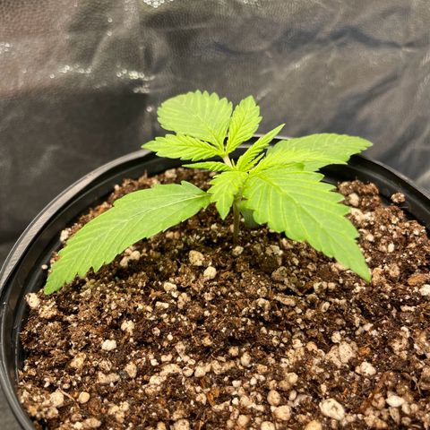 Pantufa lope  growlog timeline photo