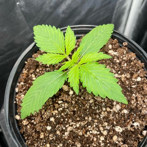 Pantufa lope  growlog timeline photo