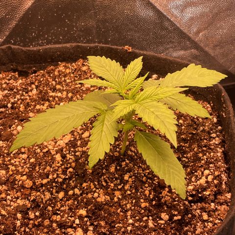 Pantufa lope  growlog timeline photo