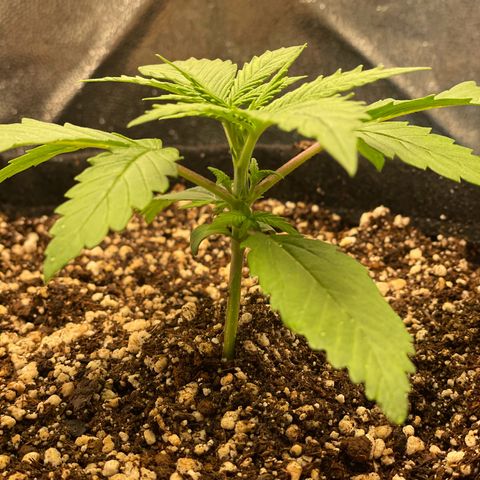 Pantufa lope  growlog timeline photo