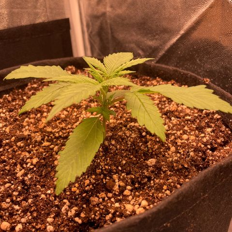 Pantufa lope  growlog timeline photo