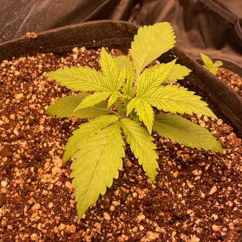 Pantufa lope  growlog timeline photo
