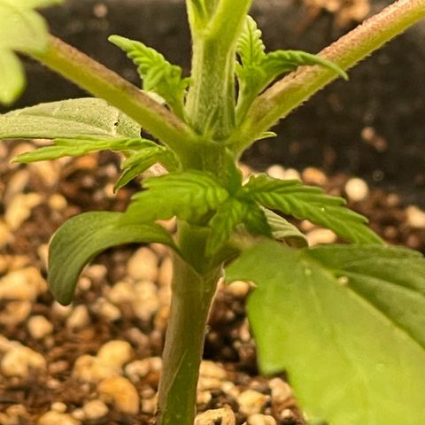 Pantufa lope  growlog timeline photo