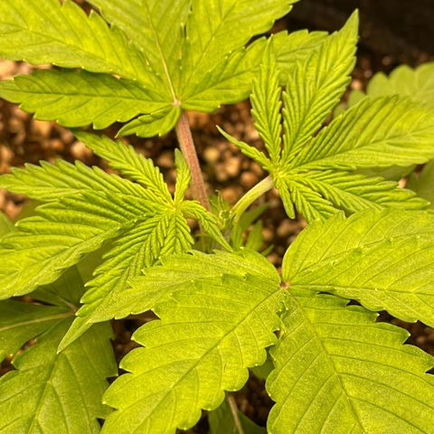 Pantufa lope  growlog timeline photo