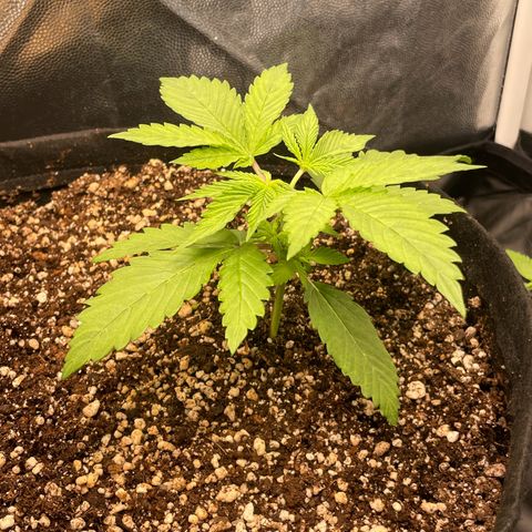 Pantufa lope  growlog timeline photo