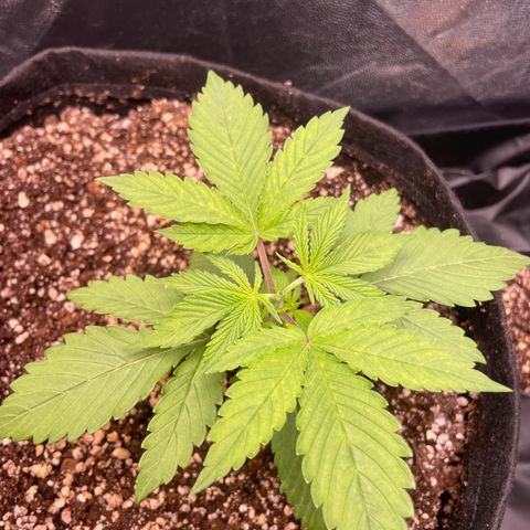 Pantufa lope  growlog timeline photo