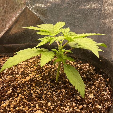 Pantufa lope  growlog timeline photo