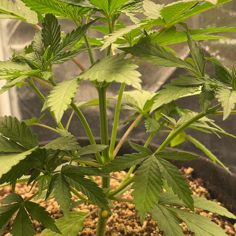 Pantufa lope  growlog timeline photo