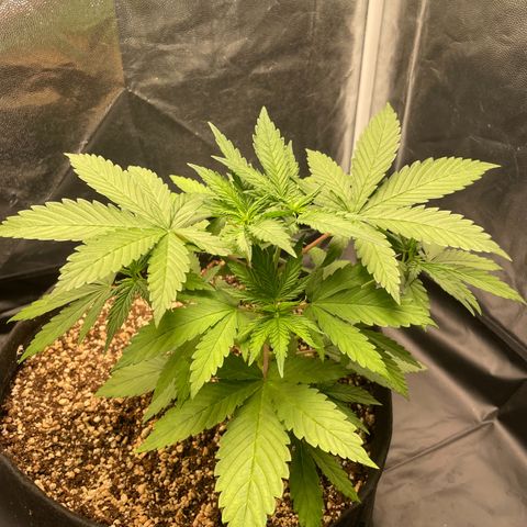 Pantufa lope  growlog timeline photo