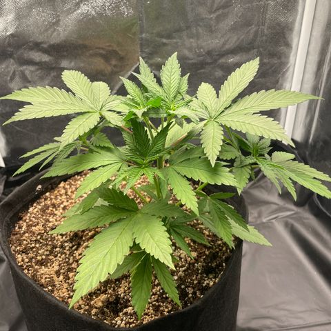 Pantufa lope  growlog timeline photo