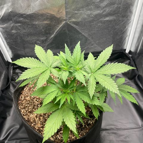 Pantufa lope  growlog timeline photo