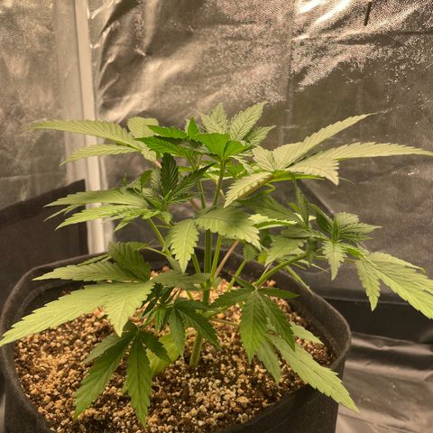Pantufa lope  growlog timeline photo