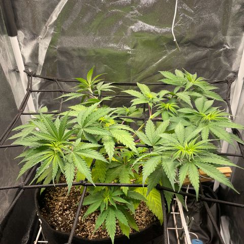 Pantufa lope  growlog timeline photo