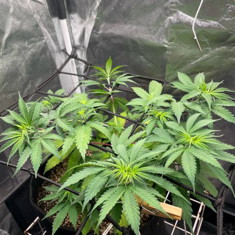 Pantufa lope  growlog timeline photo